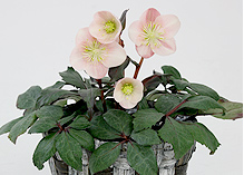 ユートピアファーム構想